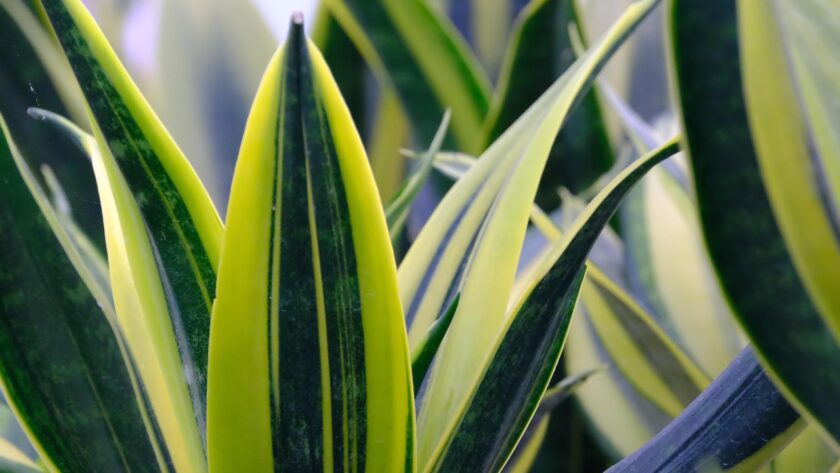 Sansevieria