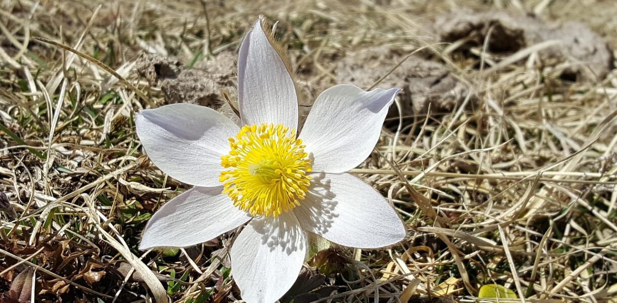 Pulsatilla alba