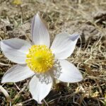 Pulsatilla alba