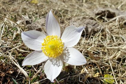 Pulsatilla alba