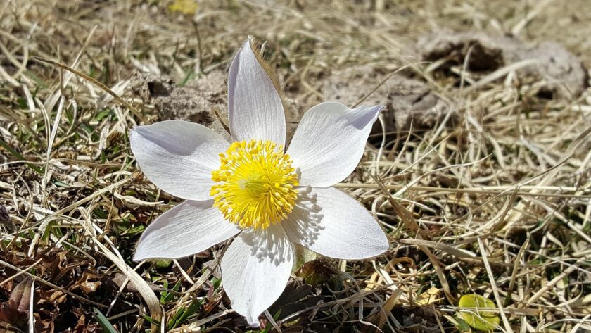 Pulsatilla alba