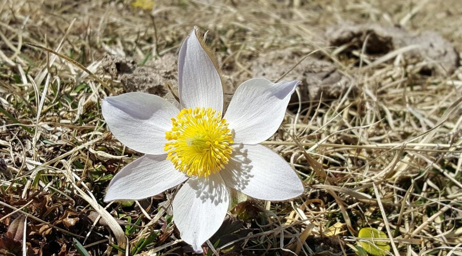 Pulsatilla alba