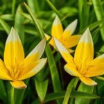 Tulipa tarda