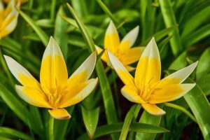 Tulipa tarda