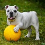 Terapia asistată de animale