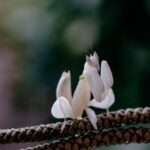 Orchid Mantis