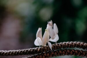 Orchid Mantis