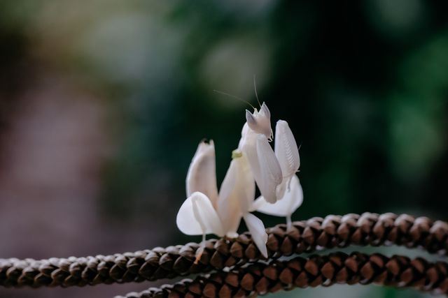 Orchid Mantis